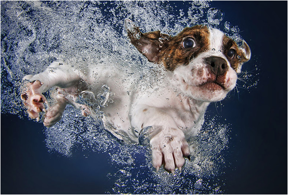 seth-casteel-underwater-puppies-4.jpg | Image