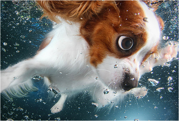 seth-casteel-underwater-puppies-7.jpg