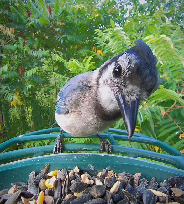 smart-bird-feeder-5.jpg | Image