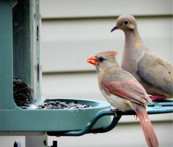 smart-bird-feeder-6.jpg | Image