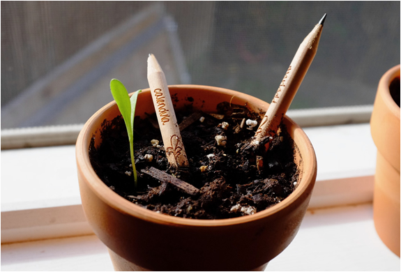 sprout-pencil-1.jpg | Image