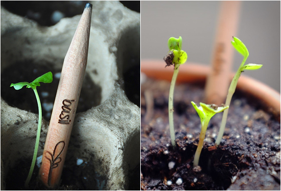 sprout-pencil-2.jpg | Image