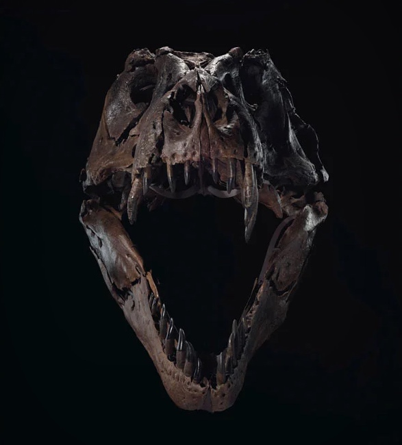 stan-t-rex-skeleton-2.jpg | Image