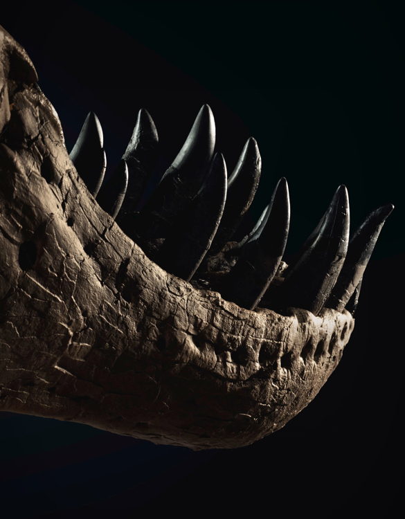 stan-t-rex-skeleton-4.jpg | Image