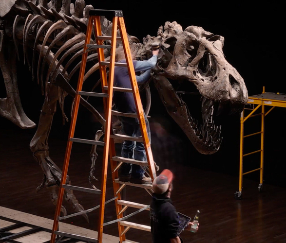 stan-t-rex-skeleton-6.jpg