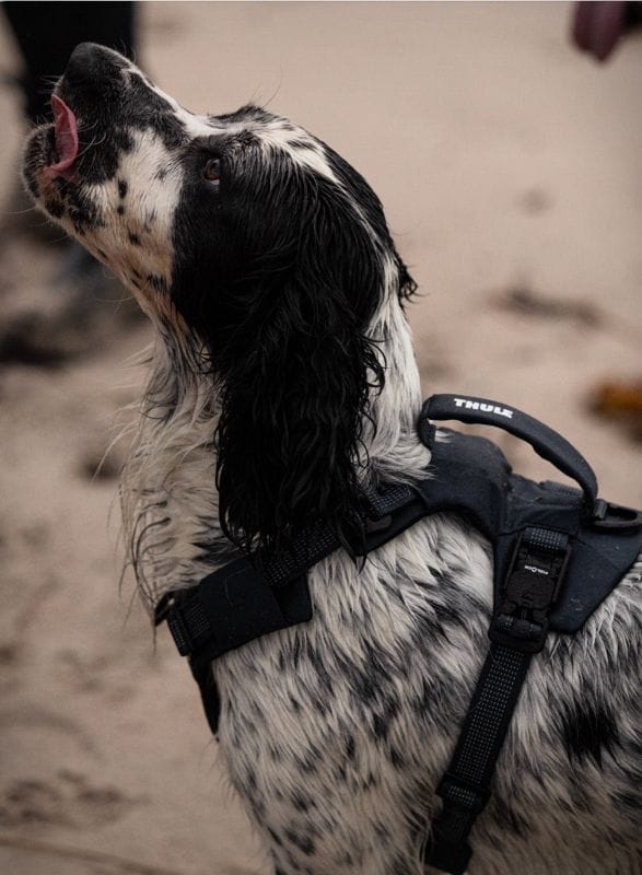 thule-dart-dog-harness-2.jpg | Image