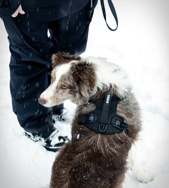 thule-dart-dog-harness-4.jpg | Image