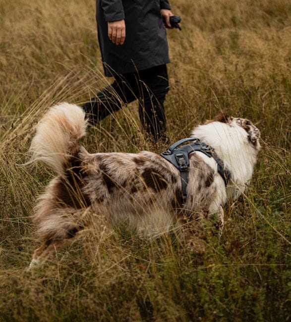 thule-dart-dog-harness-5.jpg | Image
