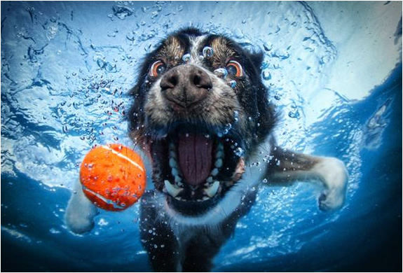 Dogs fetching balls underwater online