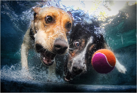 underwater-dogs-seth-casteel-3.jpg | Image