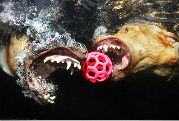 underwater-dogs-seth-casteel-4.jpg | Image