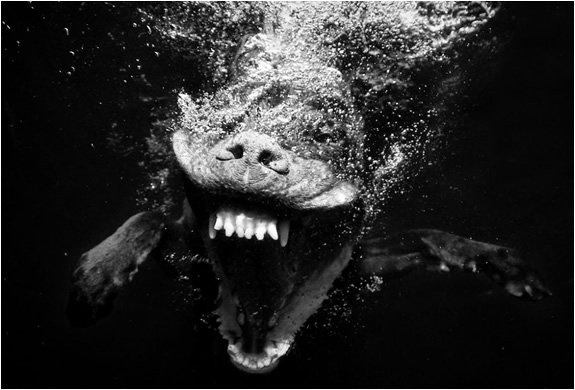 underwater-dogs-seth-casteel-5.jpg | Image