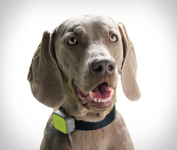 whistle-gps-pet-tracker-5.jpg | Image